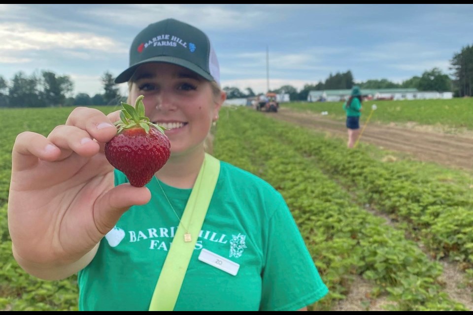 Barrie Hill Farms is set to kick off strawberry season with its annual Strawberry Festival on Saturday, June 25 and Sunday, June 26.