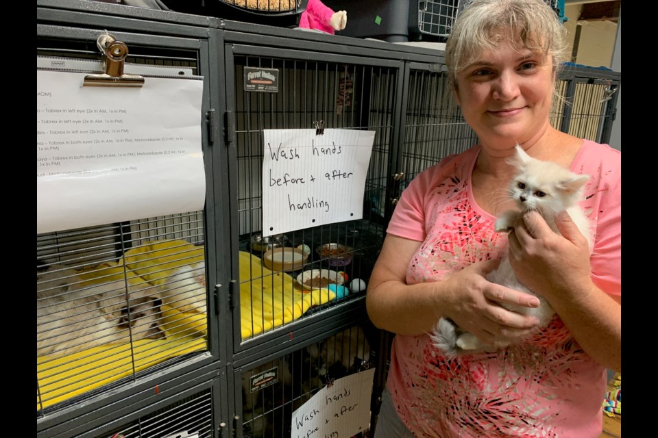Nicole Swyers of Furry Friends Animal Shelter in Barrie is hoping to find people willing to take on the challenges of fostering some of the kittens abandoned at a local veterinarian's office on July 28.