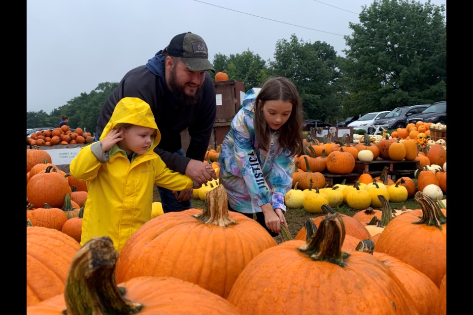 The Bailey family, including dad Dan,  Keegan, 3 and Kaydence, 8, pick out some pumpkins during a rainy visit to Barrie Hill Farms on Sunday, Sept. 25, 2022.