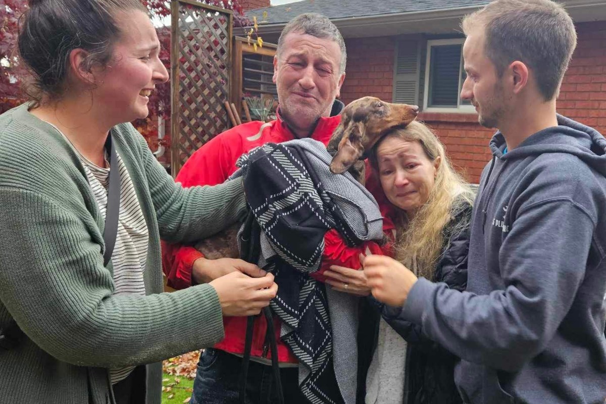 Hank the dog ‘happy to be home’ after tearful reunion with owners