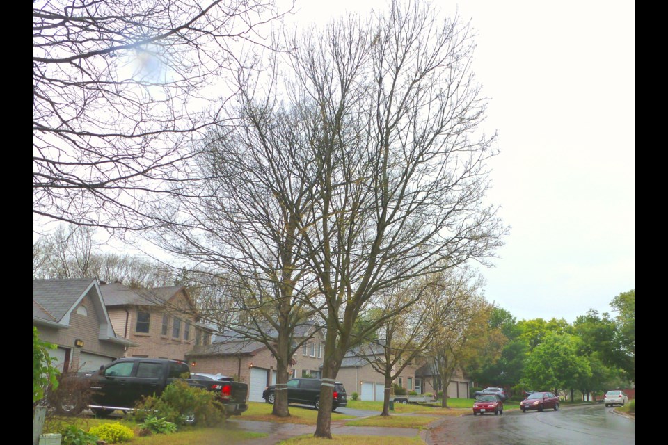 Barrie's Browning Trail, and an example of the damage gypsy moths can do to trees.