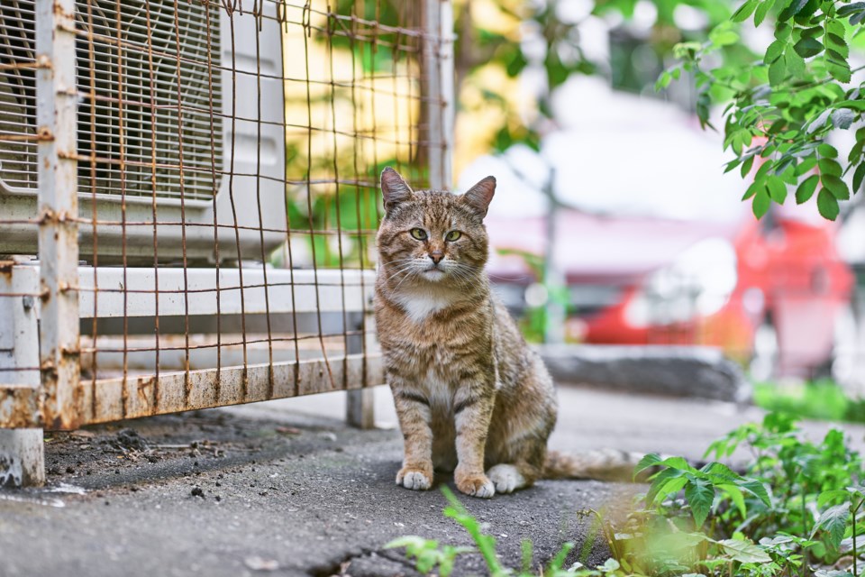 During 'kitten' season, Street Cats Rescue, a Barrie-based no-kill shelter, often looks to foster between 100 and 150 cats and kittens.