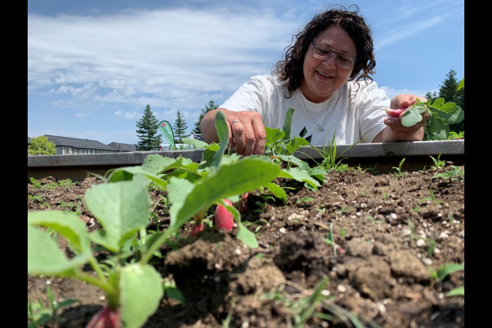 Batteaux Park Community Garden volunteer lead Tracy Page picks some fresh radishes from her garden. 