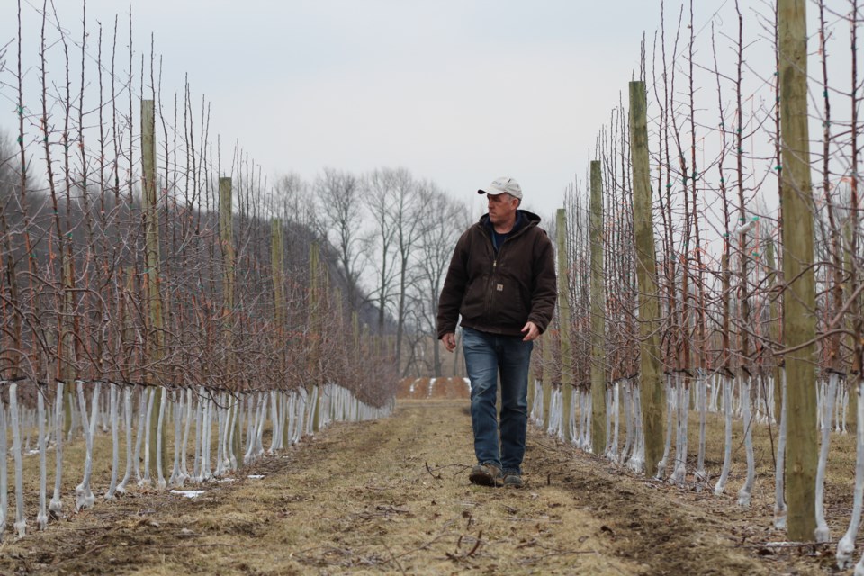 Farmer Morris Gervais inspects his apple orchard at Barrie Hill Farms in Springwater Township, Wednesday afternoon. Raymond Bowe/BarrieToday
