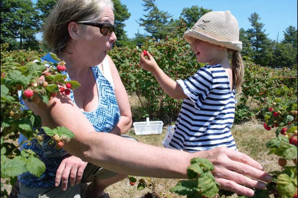 Kerry Hutchins and her granddaughter Blair, 2, find a perfect raspberry while picking on Monday. Jessica Owen/BarrieToday