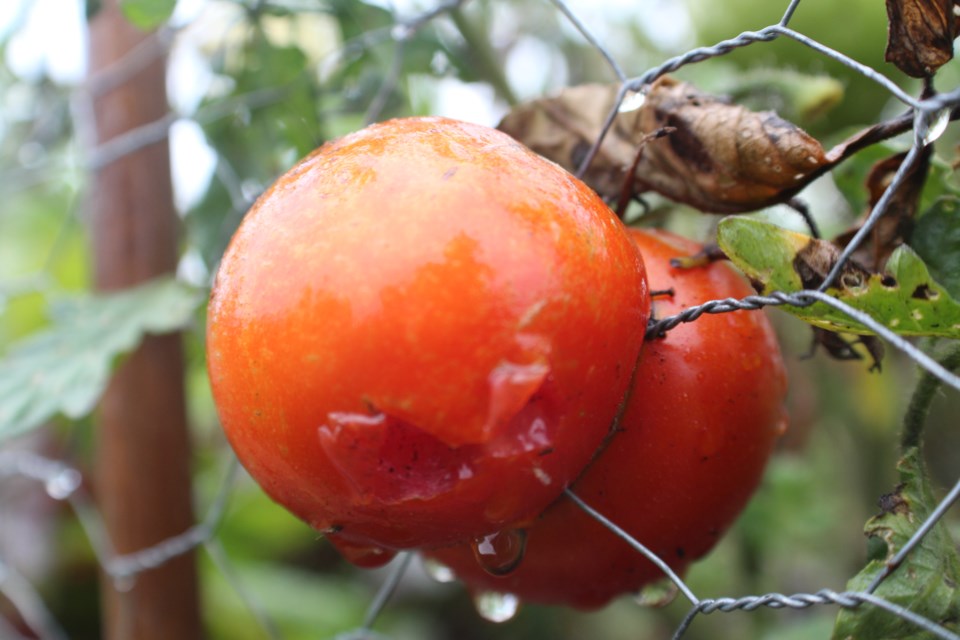 A tomato grows on both sides of the wire fence at the community garden located at Golden Meadow Park in Barrie's south end. A third could soon be added at Shear Park in Allandale. Raymond Bowe/BarrieToday