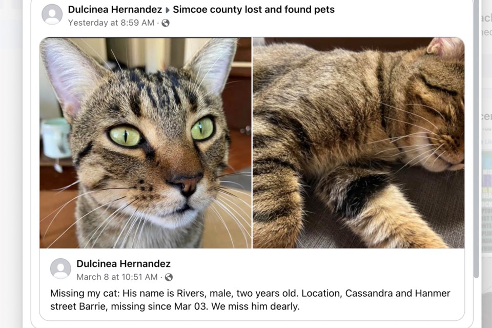 A recent post on Facebook. Contact the member if anyone has any information about this lost cat.