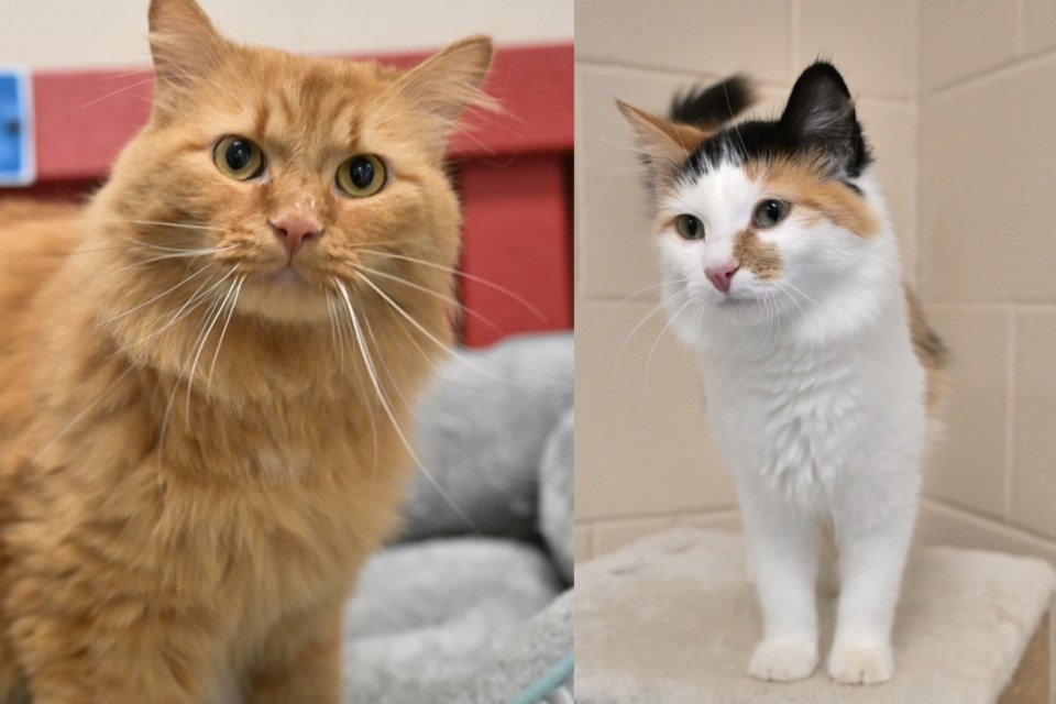The Ontario SPCA and Humane Society has returned from northern Ontario with 32 cats that will have the opportunity to find loving homes thanks to a unique partnership.