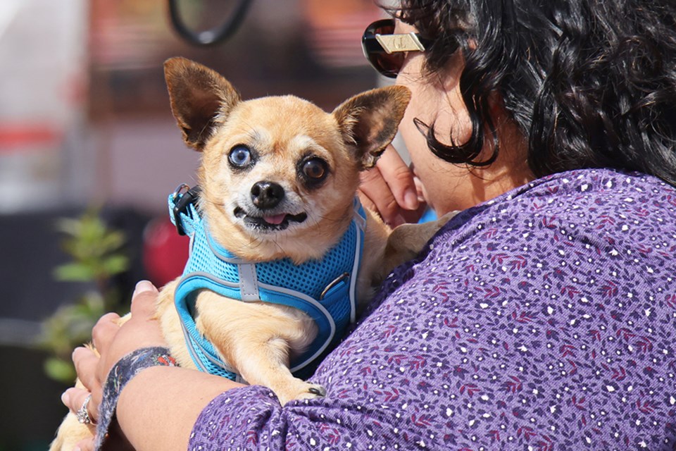 Kiki, giving the photographer that "pet me" look from far away, at the Elmvale Flea Market.