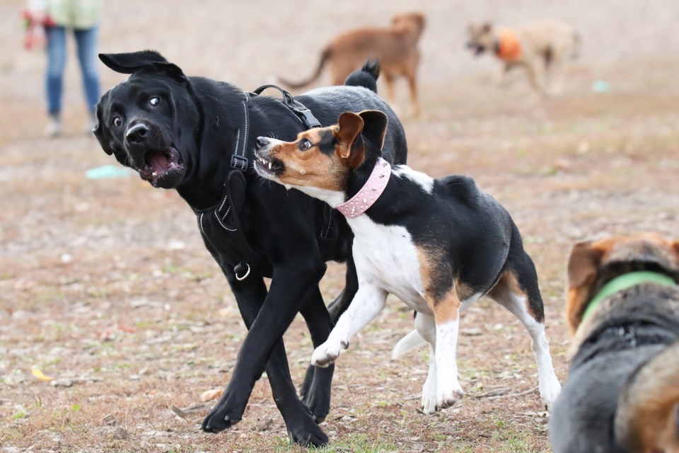 A large dog seems surprised by the bundle of energy that is the smaller pup while playing at the city's Bayview Drive dog park.