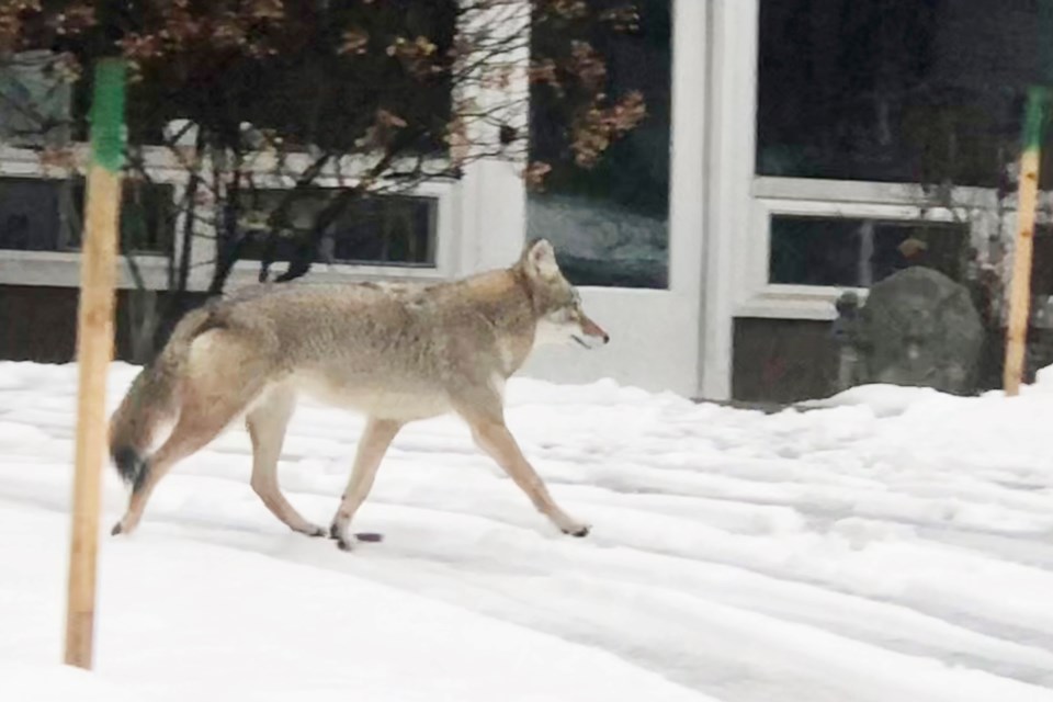 A coyote photographed in a neighbourhood near Sunnidale Park in Barrie on Sunday, Dec. 3, 2023.