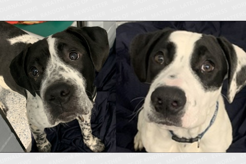 Sam (left) and Dean are brothers up for adoption.