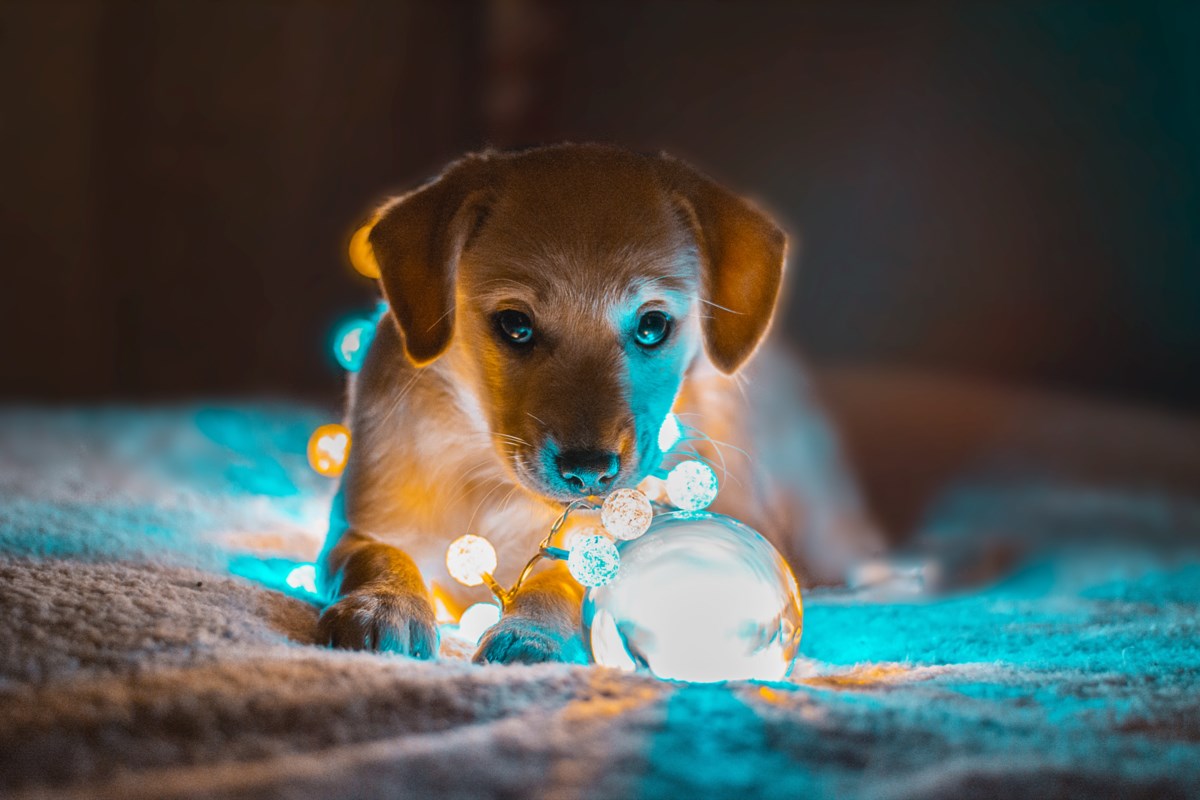Pets as Christmas gifts 'not the right way to go about it' - Barrie News