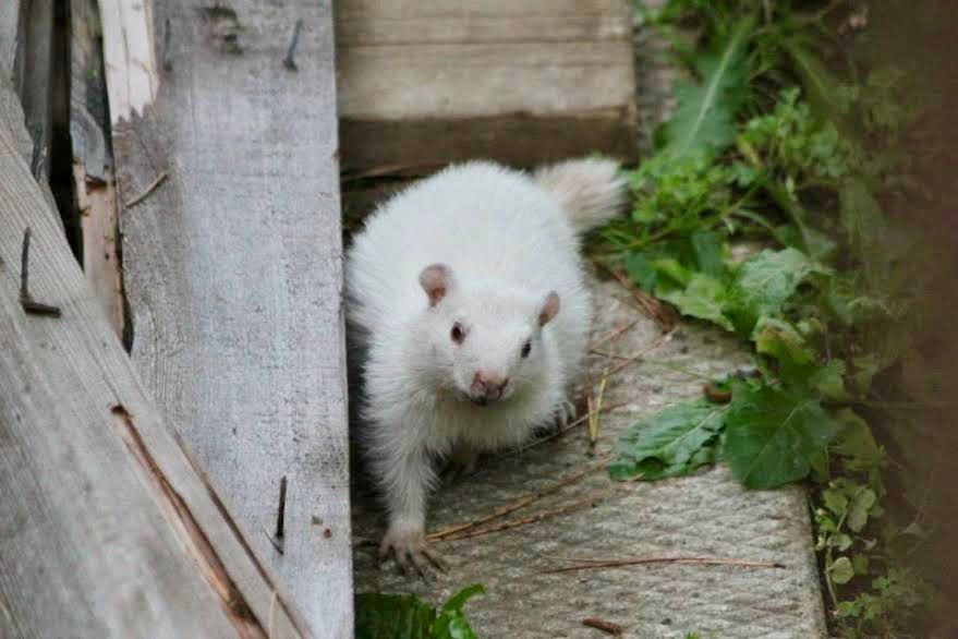 The new Wiarton Willie.