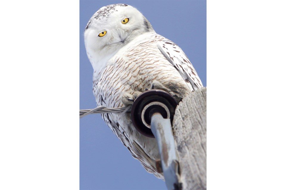 A snowy owl engages in a staring contest with me as I am shooting straight up with my camera from the base of a telephone pole.  Kevin Lamb for BarrieToday.