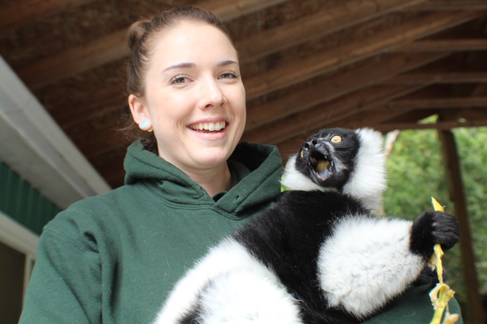 Zookeeper Devon Cassell was all smiles following the return of JC the lemur to the Elmvale Jungle Zoo, Tuesday afternoon. He had been stolen last week from the facility, which is located north of Barrie. Raymond Bowe/BarrieToday