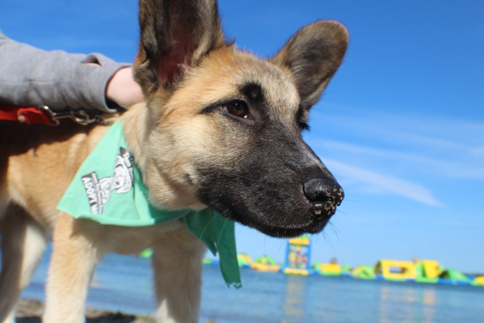 Irricana is a five-month-old shepherd mix that's up for adoption. Raymond Bowe/BarrieToday
