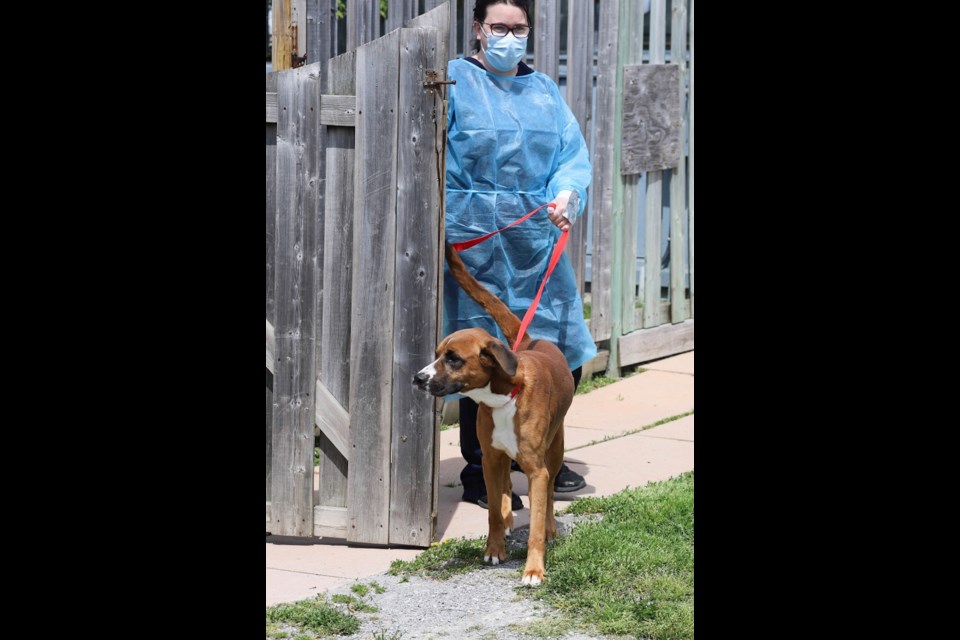 New leash online on life dogs