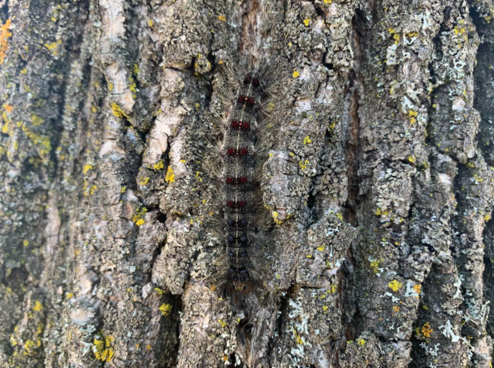 2021-06-22 Gypsy moth caterpillar RB001