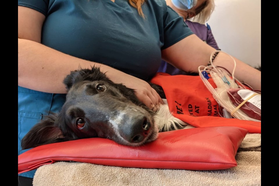 The Barrie Animal Hospital is partnering up with the Canadian Animal Blood Bank — a Canada-wide, not-for-profit organization — to host a canine blood donation event on July 20 at its Dunlop Street West clinic. 