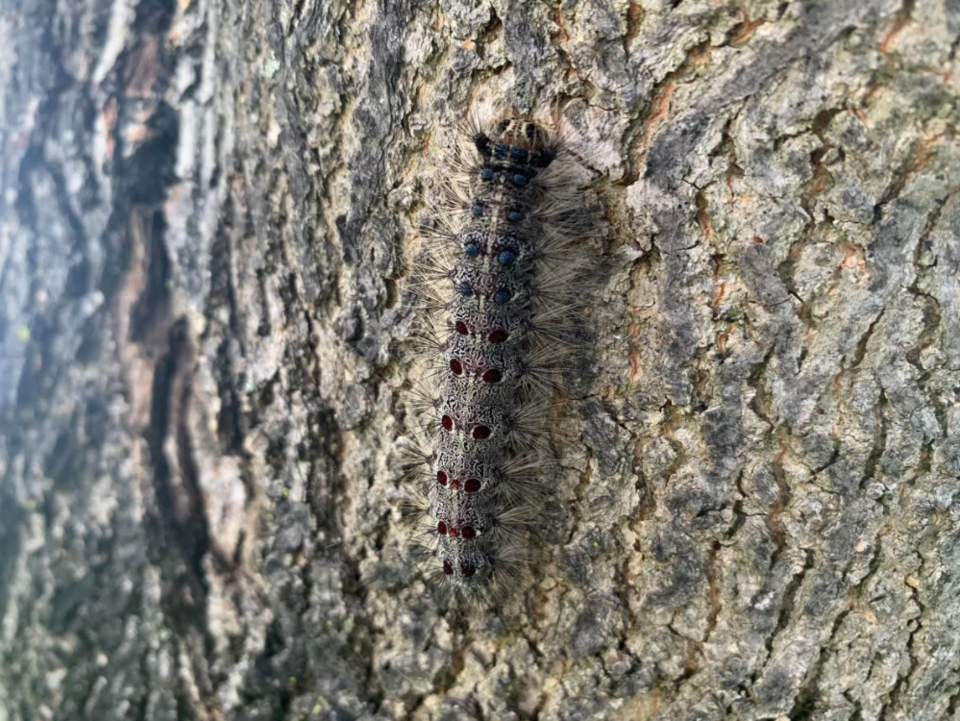 2021-07-04 Gypsy moth caterpillar RB 2