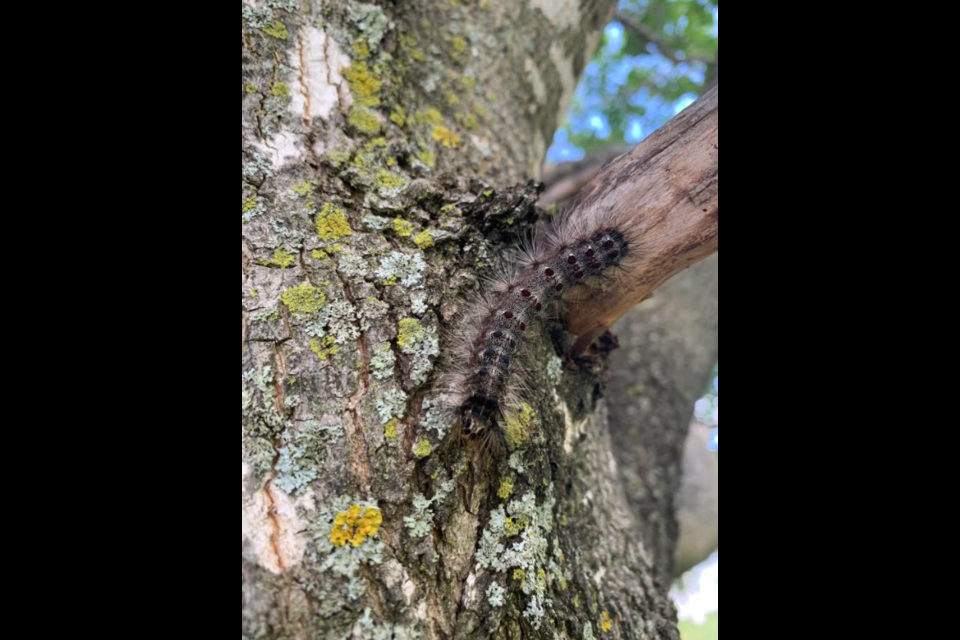 A gypsy moth caterpillar. 