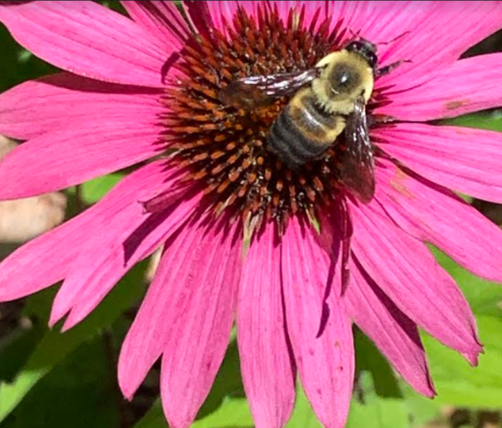 2021-09-21 Bee museum RB crop