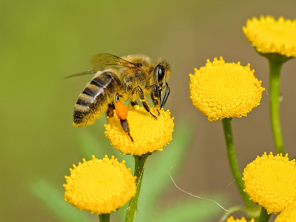 2022-05-24 Bee pollinator