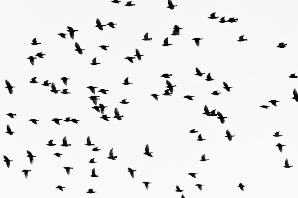 2022-06-06 Birds