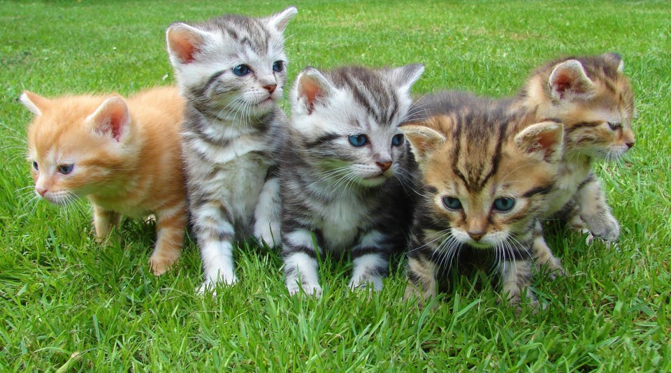 2022-09-13-cats-kittens-pexels-pixabay