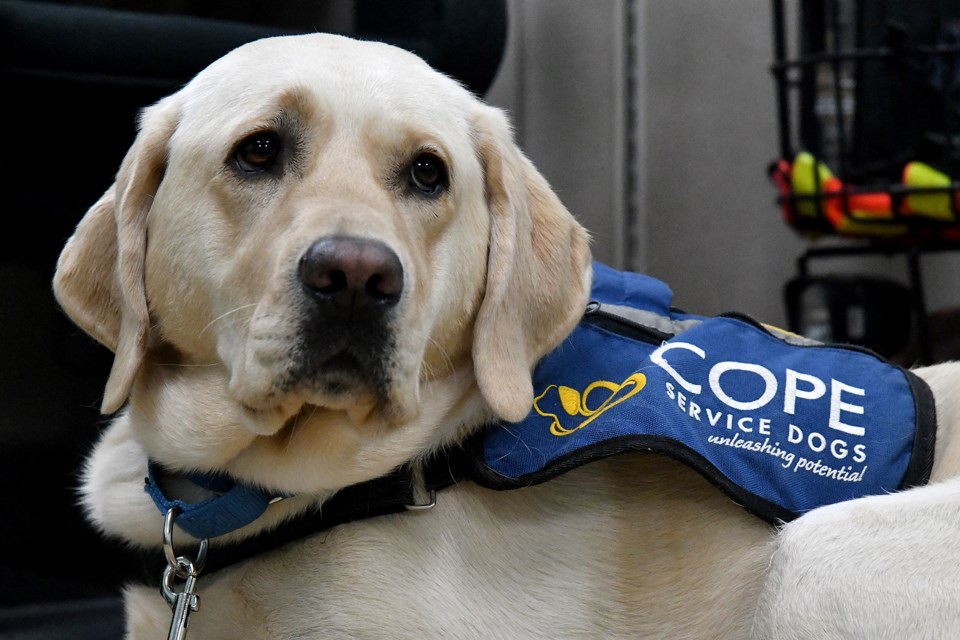 Yorkie, a COPE service dog in-training, takes a break from school.