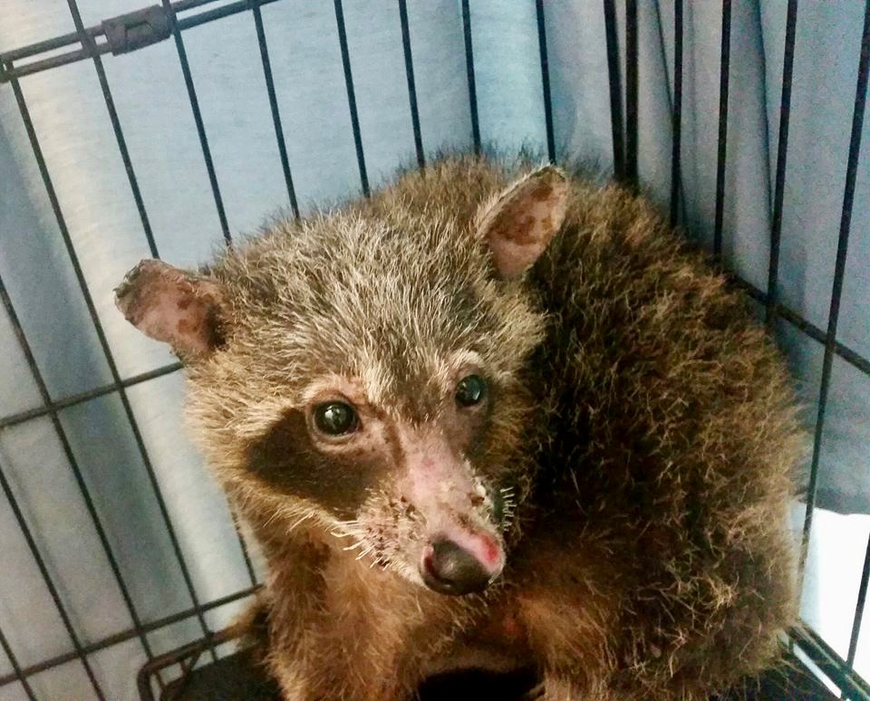 Burned baby raccoon - Procyon Wildlife Facebook photo
