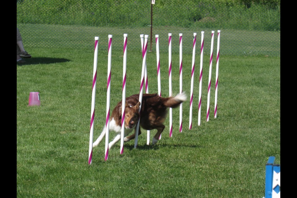 Shiver was one of the quickest dogs on the field on Sunday at the United States Dog Agility Association's Eastern Canada Regional Championship near Barrie. Shawn Gibson/BarrieToday