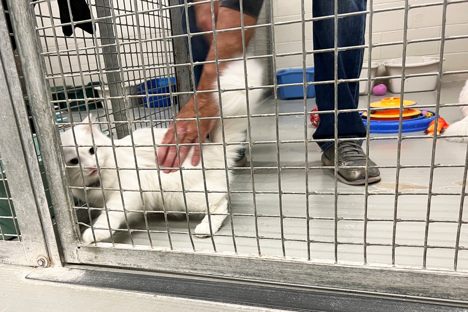 Thank you for being a friend: Animal shelter celebrates Golden Girl - Barrie News Thank you for being a friend: Animal shelter celebrates Golden Girl - Barrie News