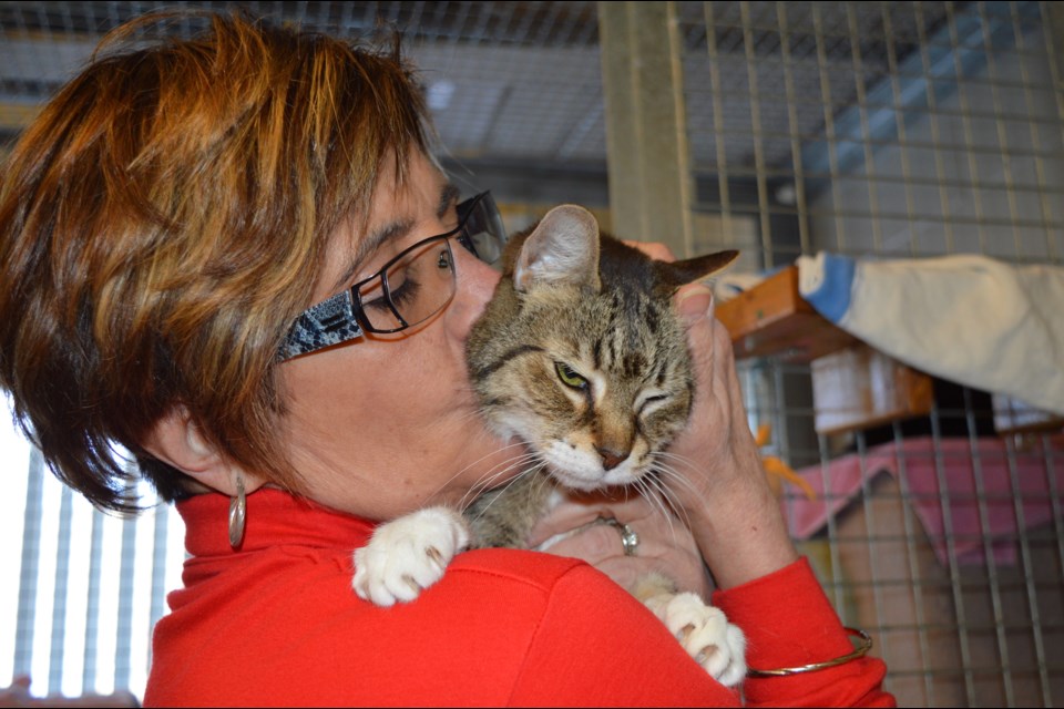 Mel Hinch holds Sammy, a senior who has lived most of his life in the shelter cuddling with volunteers and enjoying cat naps. Laurie Watt for BarrieToday