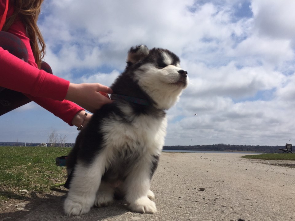 Is dog-breeding out of control in Wellesley Township? - CityNews Kitchener Is dog-breeding out of control in Wellesley Township? - CityNews Kitchener
