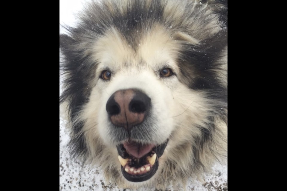 An Oro-Medonte man is offering a reward for the return of Thunder, a female malamute. Photo courtesy of Scott Thomas
