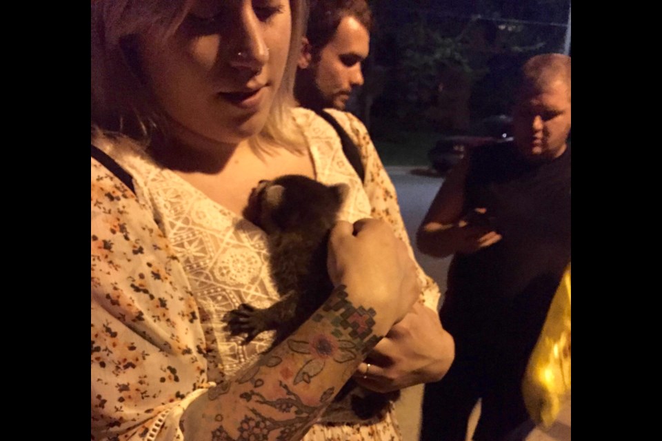 Dana Browne cuddles one of several baby raccoons rescued from a storm sewer in downtown Barrie Friday night.
Laurie Watt/BarrieToday