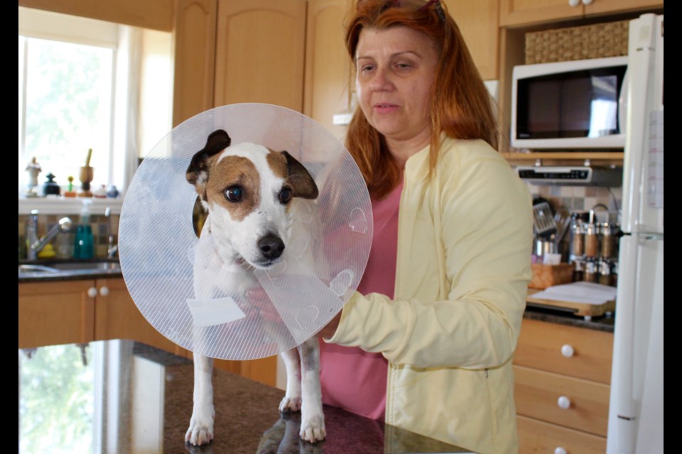 Corrie, a 9-year-old jack russell terrier is recovering at home with owner Cindy Spagnoletti.
Robin MacLennan/BarrieToday
