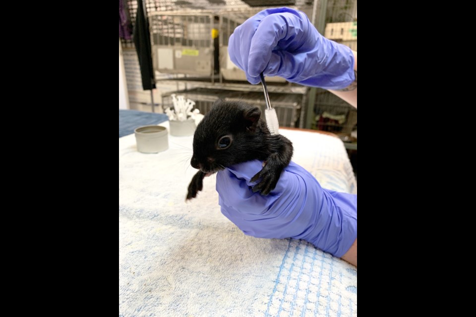 An Aspen Valley Wildlife baby squirrel is thankful for the mascara wand donations. Submitted photo