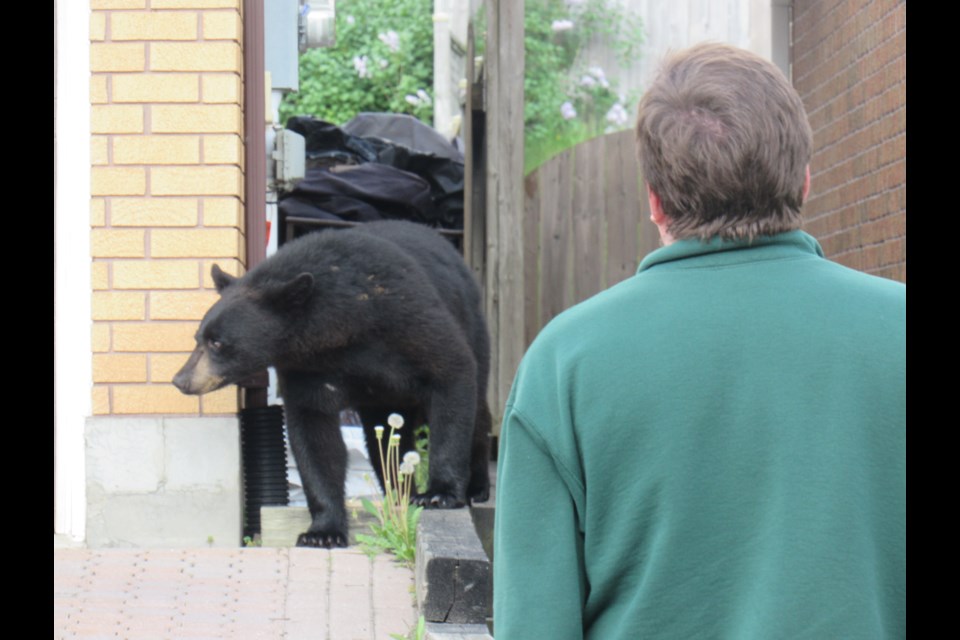 Barrie police and officials from the Ministry of Natural Resources and Forestry tracked a bear through the city on Friday, May 29, 2020. The adult male bear was tranquilized and removed from the scene to be released back into nature. Shawn Gibson/BarrieToday