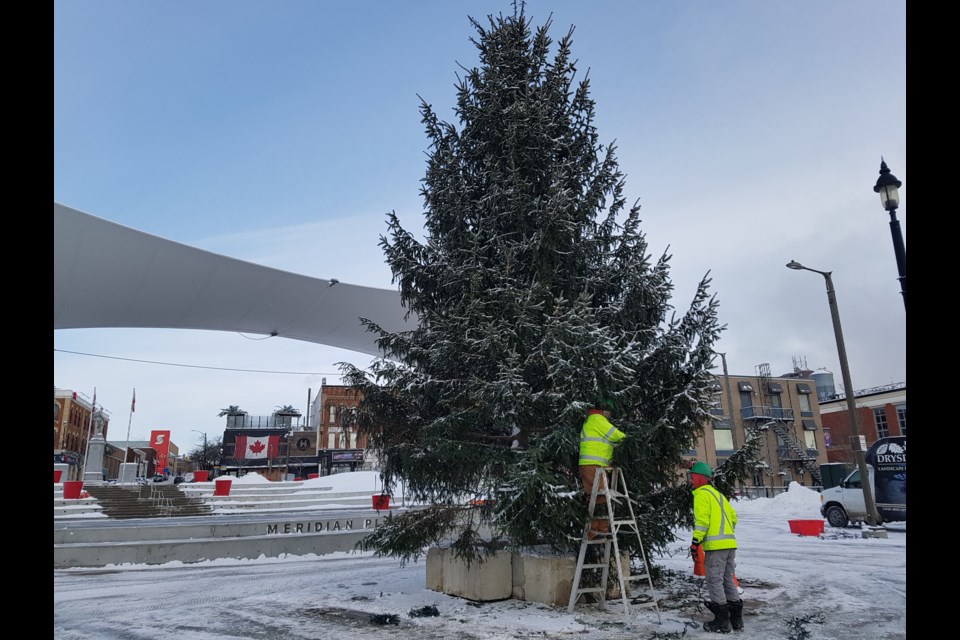 The downtown Barrie Christmas tree is up and being decorated in anticipation for Saturday's official lighting Saturday. Shawn Gibson/BarrieToday