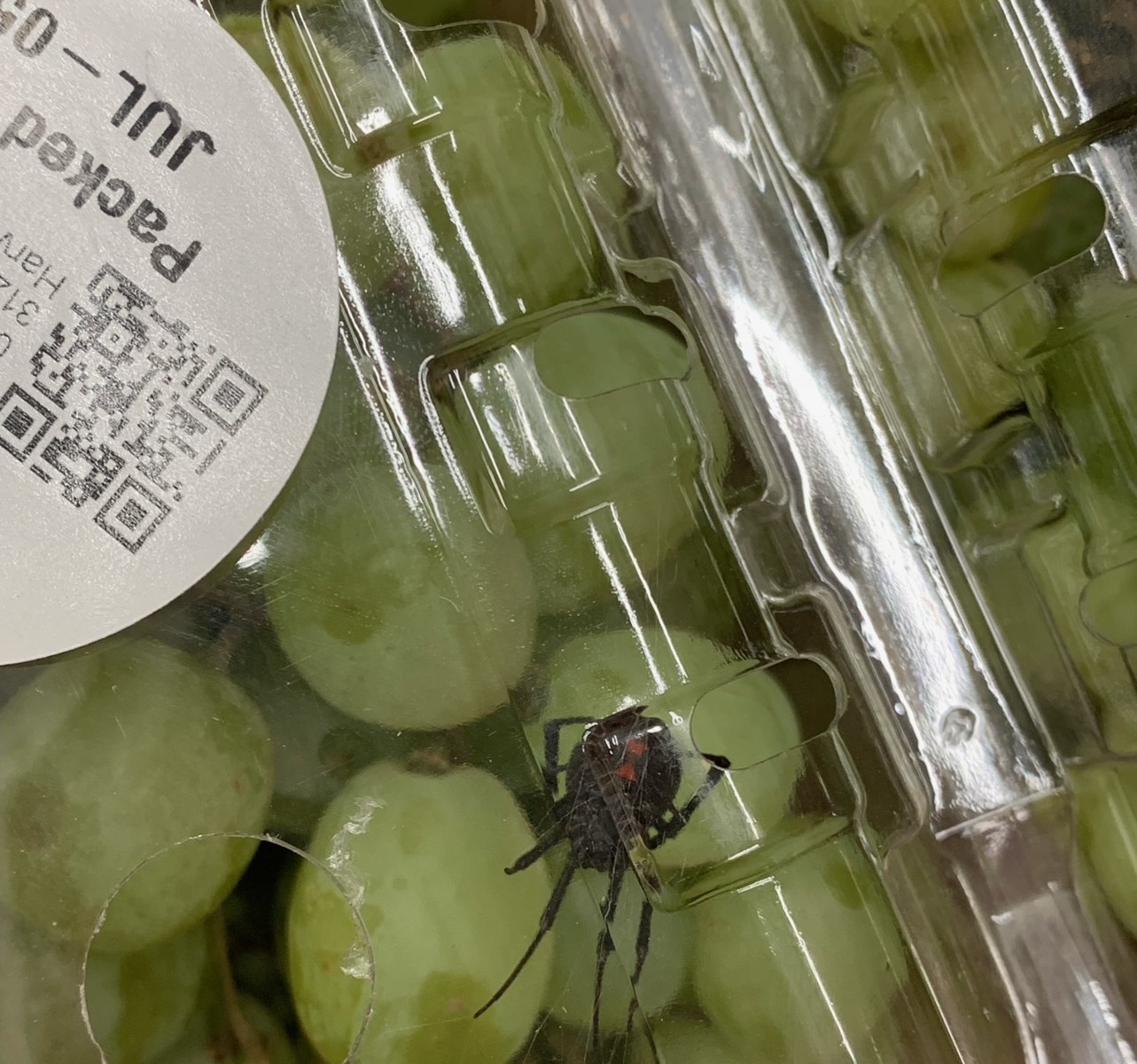 Araña viuda negra viaja de México a Bari en uvas