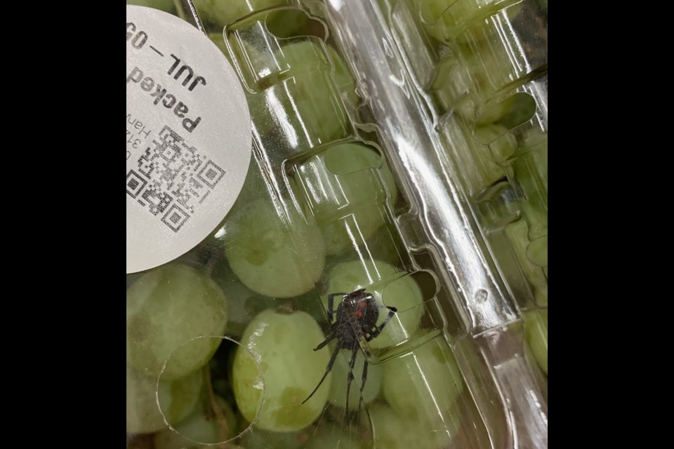 A photo of the black widow spider that Zach Greenwald and his fiancee say they found in his carton of grapes this past Saturday at Costco.