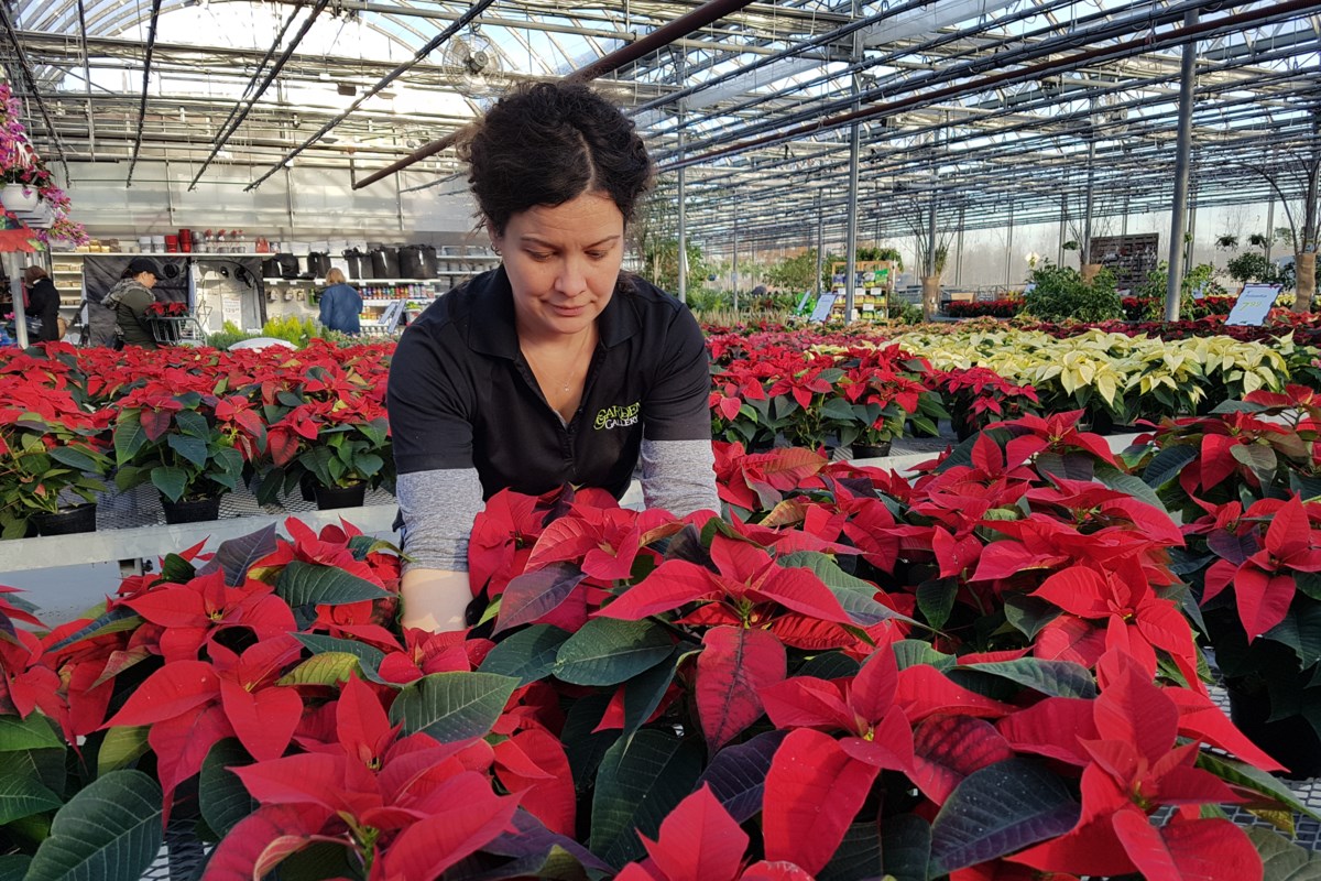 Christmas spirit in full bloom at Garden Gallery (4 photos) Barrie News