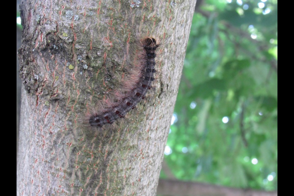 This tree on Browning Trail in Barrie's Letitia Heights neighbourhood had lots of leaves missing and a caterpillar present this week Shawn Gibson/BarrieToday