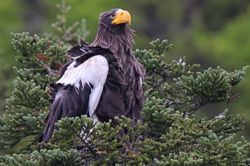 COLUMN: Gift horse for small Newfoundland community is rare sea eagle -  Collingwood News