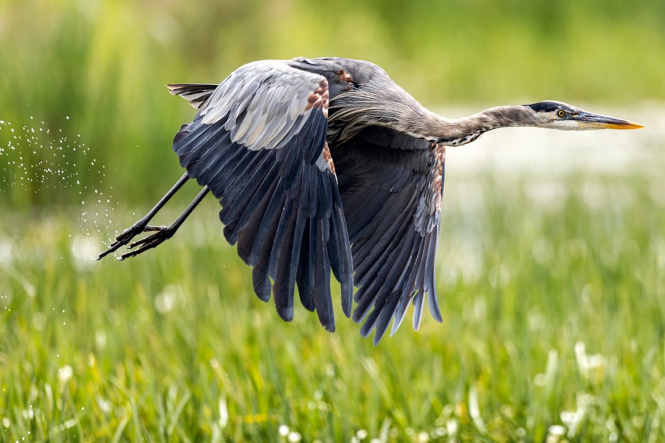 A great blue heron takes flight during our outing at Long Point National Wildlife Area on the north shore of Lake Erie.