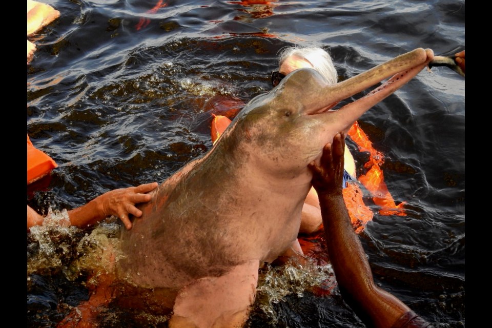 Making friends with a boto, or pink Amazon River dolphin, not far from Manaus. Its small eyes probably evolved because, in cloudy water, the creature relies on echolocation (the bulge on its head) to find fish.