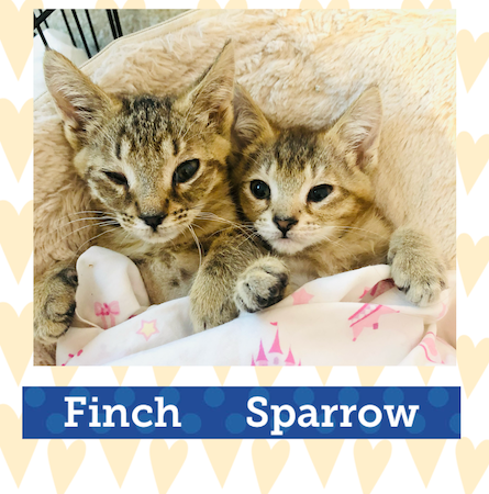 Finch and Sparrow Adoption Pic